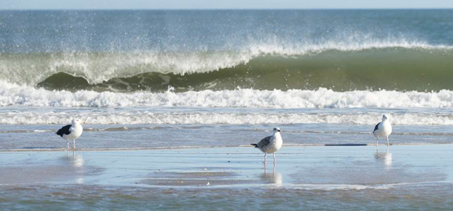 Seagulls on the Beach