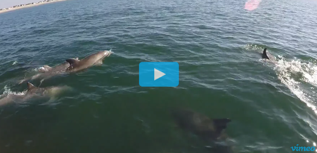 Video - Dolphins with Nik Pattantyus