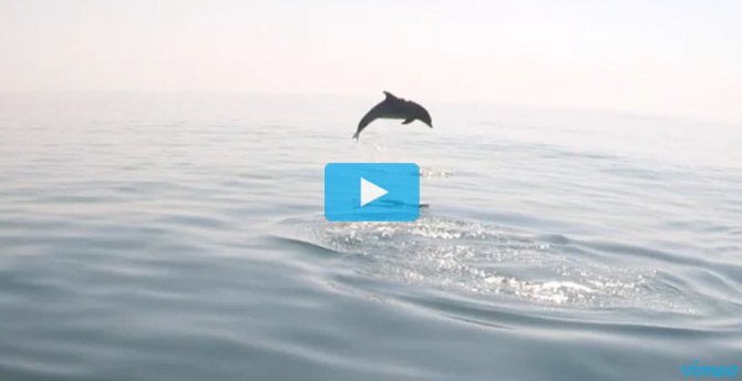Nik Pattantyus Dolphin Video