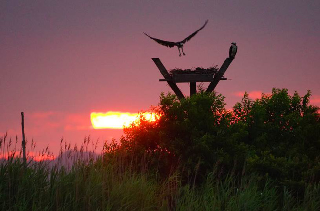 Osprey at Sunset